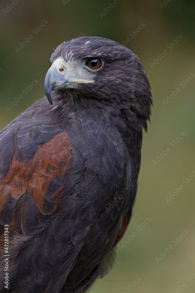 Fototapeta premium Harris's hawk, Montana