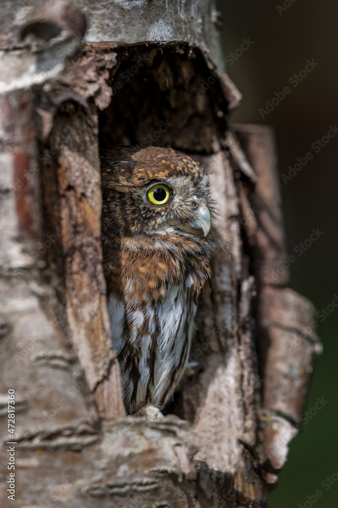Northern pygmy owl, Montana Northern pygmy owl, Montana