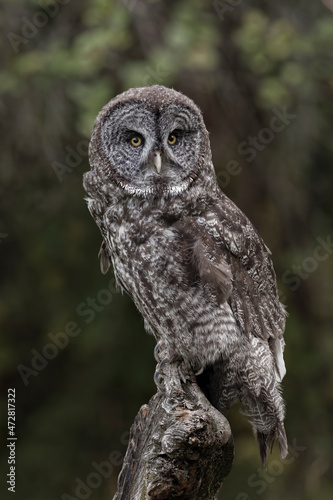 Great grey owl, Montana © Danita Delimont