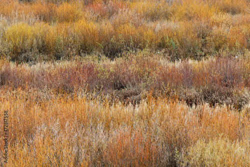 Colorful autumn grasses along Gallatin River, Yellowstone National Park, Montana photo
