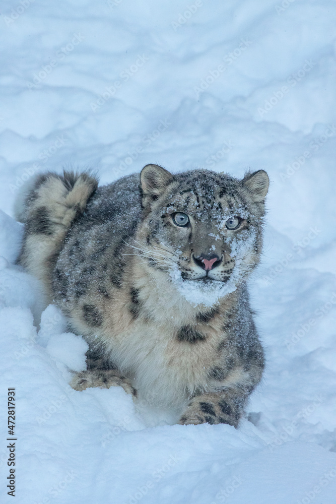 Obraz premium USA, Montana. Captive snow leopard in winter.