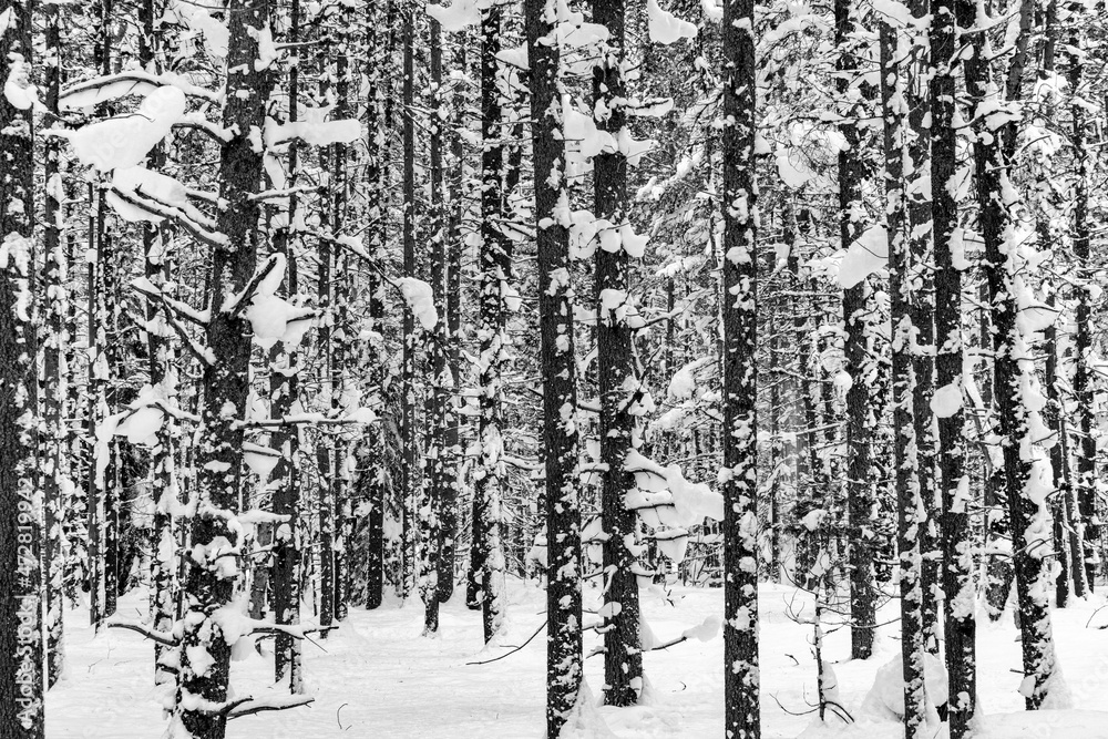 Snow clad lodgepole pine forest in Glacier National Park, Montana, USA