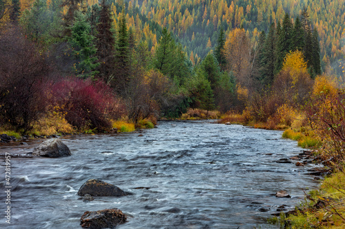 Autumn hues adorn Lolo Creek in the Lolo National Forest, Montana, USA photo