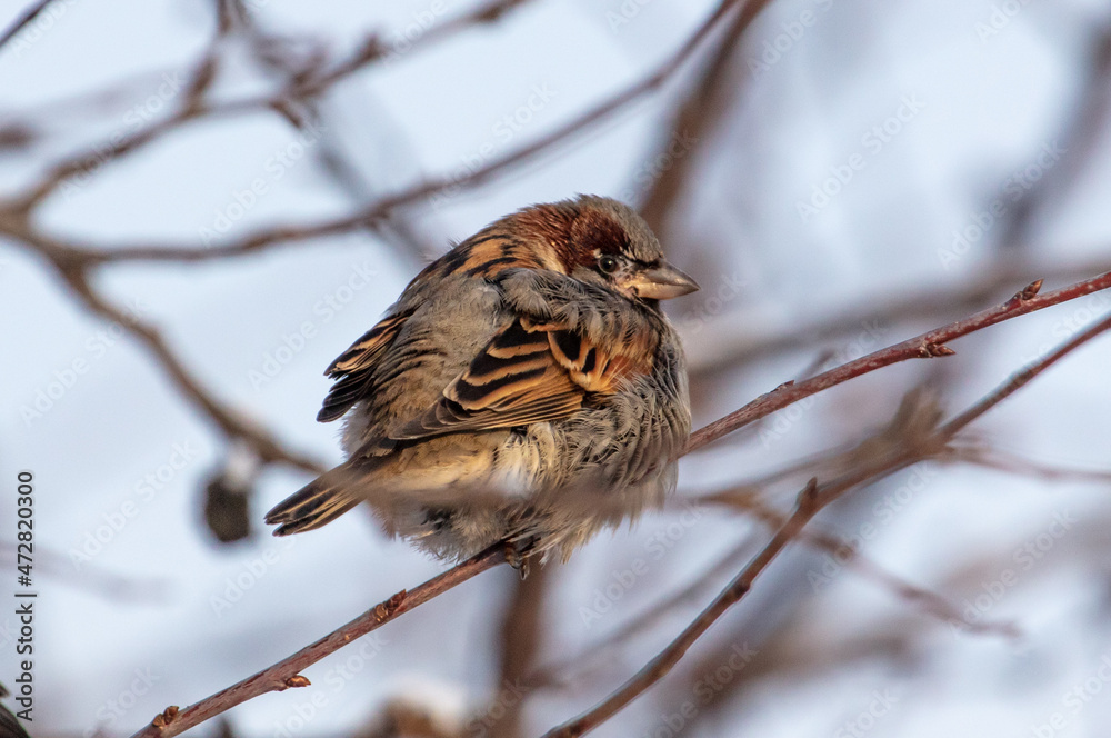 Portrait of a sparrow on the branches of a tree Portrait of a sparrow on the branches of a tree