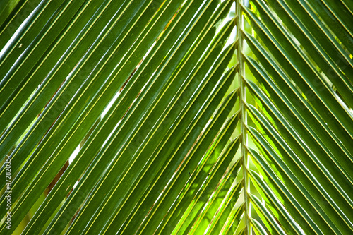 palm leaf background