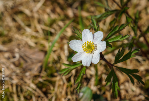 Single anemone nemorosa flower blooming outdoors at spring. © Arild