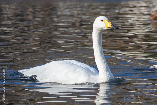 Fototapeta Naklejka Na Ścianę i Meble -  Portrait of a white swan in the lake.