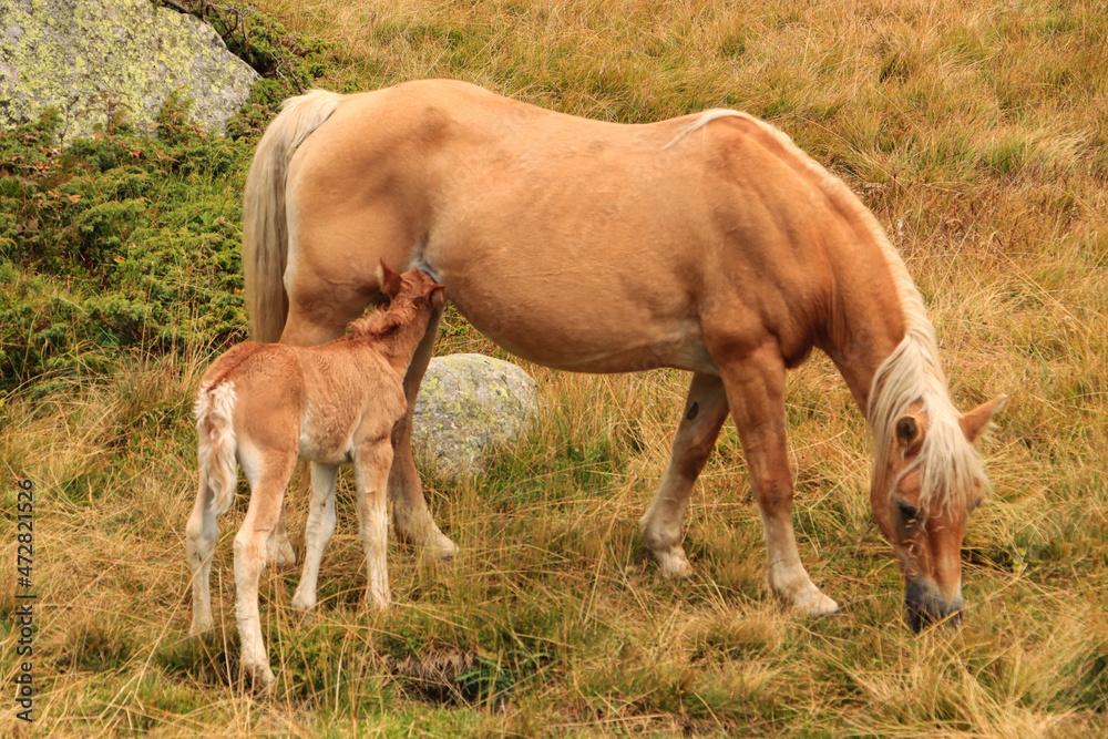 Fototapeta premium Haflinger Stute mit Fohlen in Freiheit im Hochgebirge; Begegnung beim Wandern im Valle di Preda Rossa (Bernina-Alpen)