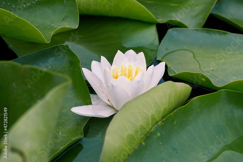 Water lily with green leaves on the lake
