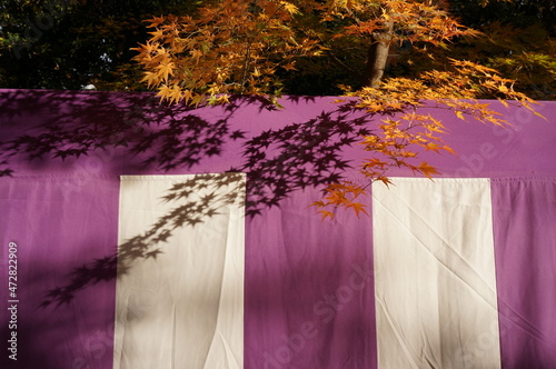 紅葉と紫白幕　秋　紅葉狩り photo