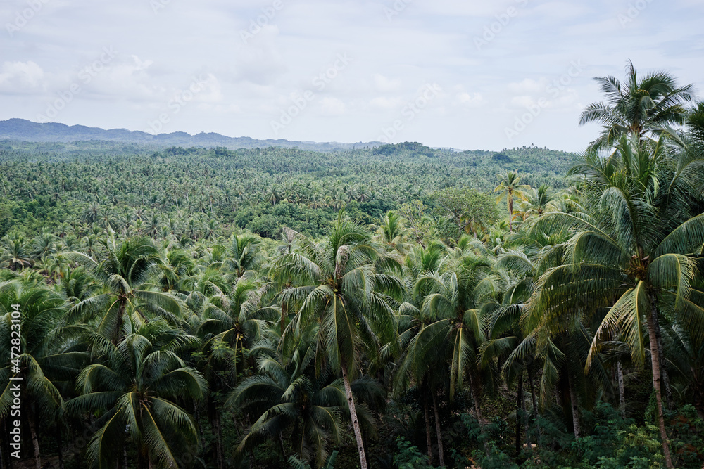 Tropical landscape. Big coconut palm trees plantation. Tropical landscape. Big coconut palm trees plantation.
