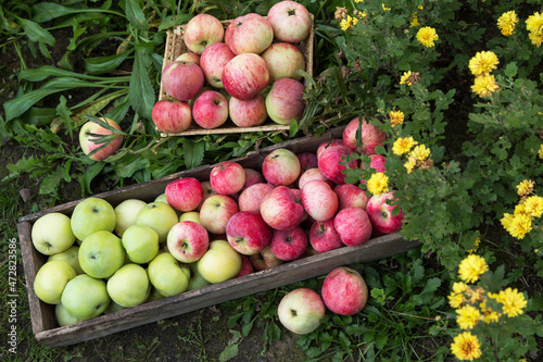 Fototapeta Naklejka Na Ścianę i Meble -  Seasonal Apple in garden with flowers. Freshly harvested organic green red pink apples in wooden box on grass 