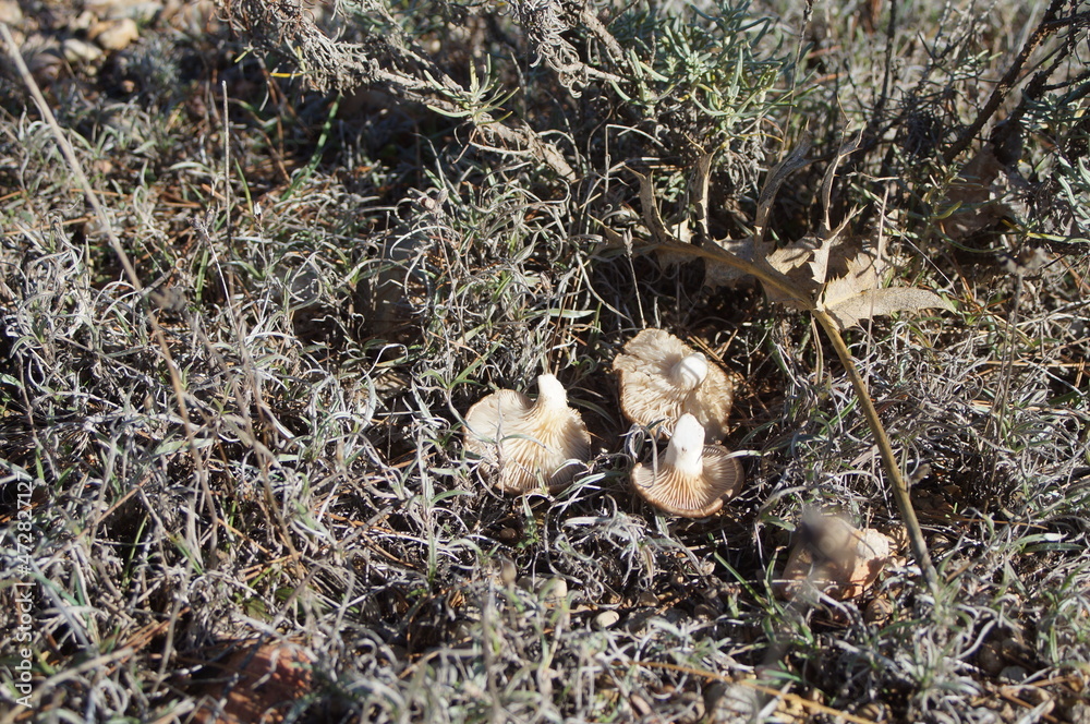 Pleurotus eryngii, seta de cardo u hongo basidiomiceto y vista de sus esporas, es conocidas en España, apreciada por su sabor y recolectada como alimento, recién salida durante la noche en el entorno Pleurotus eryngii, seta de cardo u hongo basidiomiceto y vista de sus esporas, es conocidas en España, apreciada por su sabor y recolectada como alimento, recién salida durante la noche en el entorno