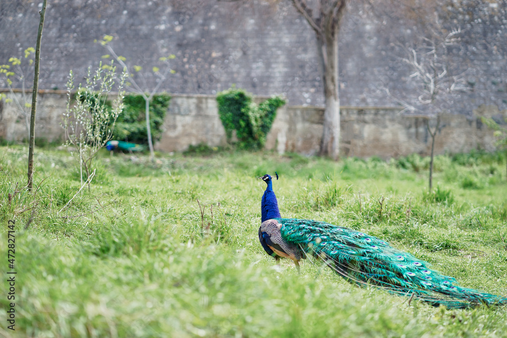 Beautiful male peacock on green grass. Beautiful male peacock on green grass.