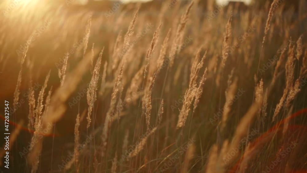 Beautiful sunset lights in field. Windy weather on the mountains. Grass swaying in the wind. Slow motion. Cinematic motion. Beautiful sunset lights in field. Windy weather on the mountains. Grass swaying in the wind. Slow motion. Cinematic motion.