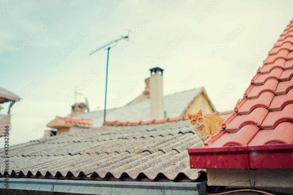 Naklejka premium Cute red cat on tiled roof of old house.
