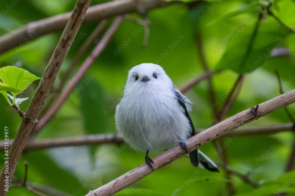 Obraz premium Long-tailed tit, especially called 