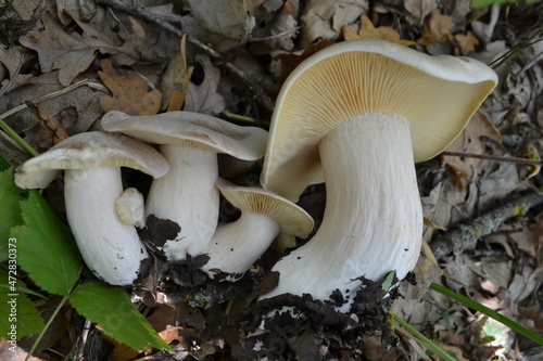 Mushrooms lie on dry foliage.