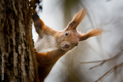 Wiewiórka wychylająca się zza drzewa