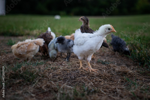 Baby Hens Rooster Hen Rooster s Chickens Getting Their Feathers Delaware Rare Birds Poultry Lay Eggs Backyard Chicks Sweet Cute Together Flock Pecking Order 
