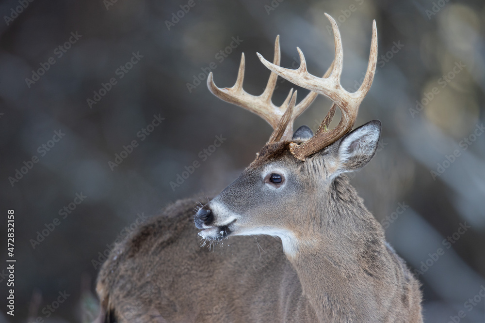 Obraz premium Close-up of buck whitetail deer