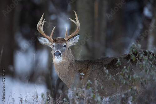 Buck whitetail deer with large antlers