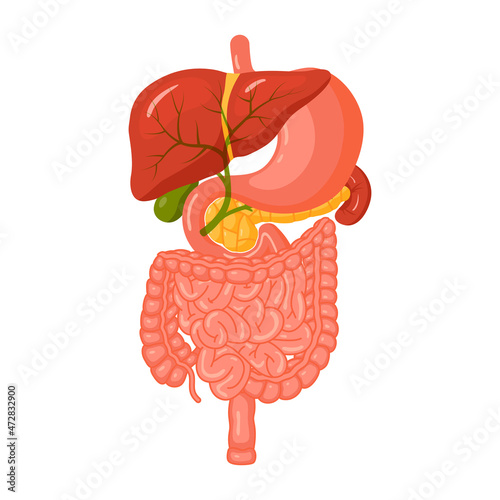 Digestive system concept in cartoon style, vector