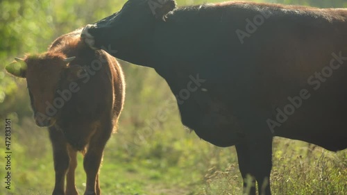 Primitive breed cattle female most similar to extinct aurochs (Bos primigenius) licking her calf offspring in nature steppe habitat. Great herbivore repatriation project. Milovice, Czech republic photo