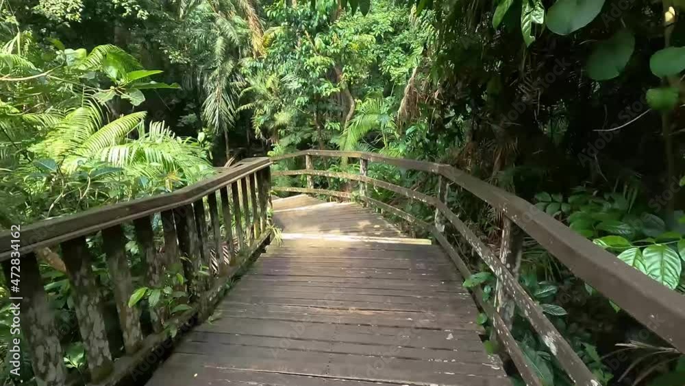 Point of View Walking on Wooden Trekking Trail in Monkey Forest Jungle Riverside Ubud Bali Indonesia Point of View Walking on Wooden Trekking Trail in Monkey Forest Jungle Riverside Ubud Bali Indonesia