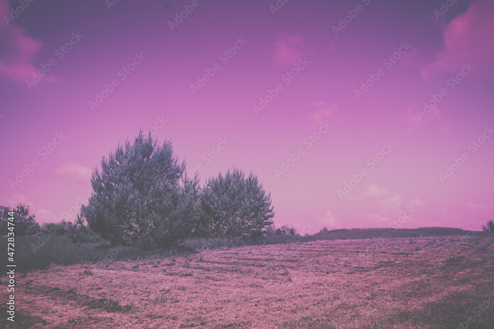 Agricultural landscape on a sunny day. Velvet Violet trendy color