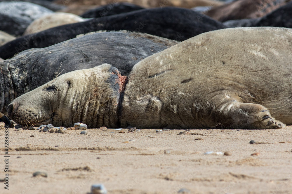 Obraz premium Seal injury. Animal with neck wound caused by beach pollution.
