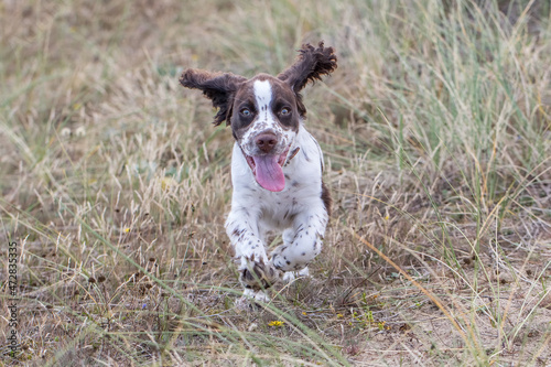 Happy spaniel puppy running