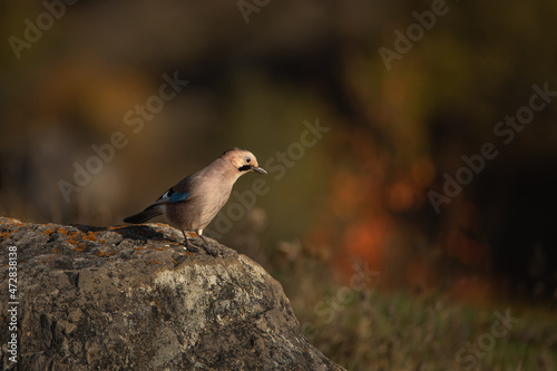 Принти на полотні The blue-feathered Eurasian Jay (Garrulus glandariu) sits on a stone