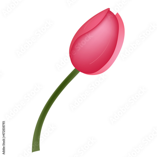 Single tulle on a white background. Spring Flower. Holiday, postcard.