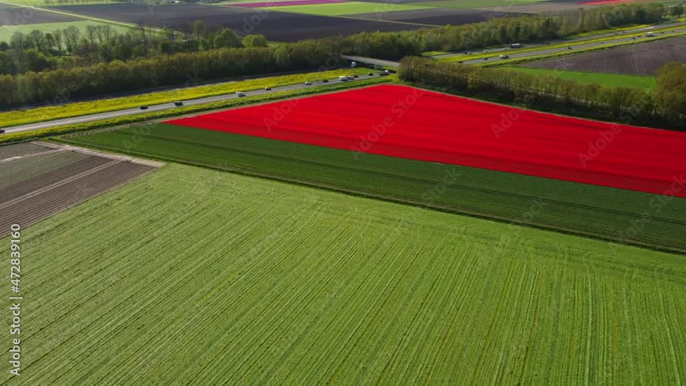 Tulips in red growing in a field in Flevoland during a spring day. Drone point of view from above. Flowers are one of the main export products in the Netherlands.