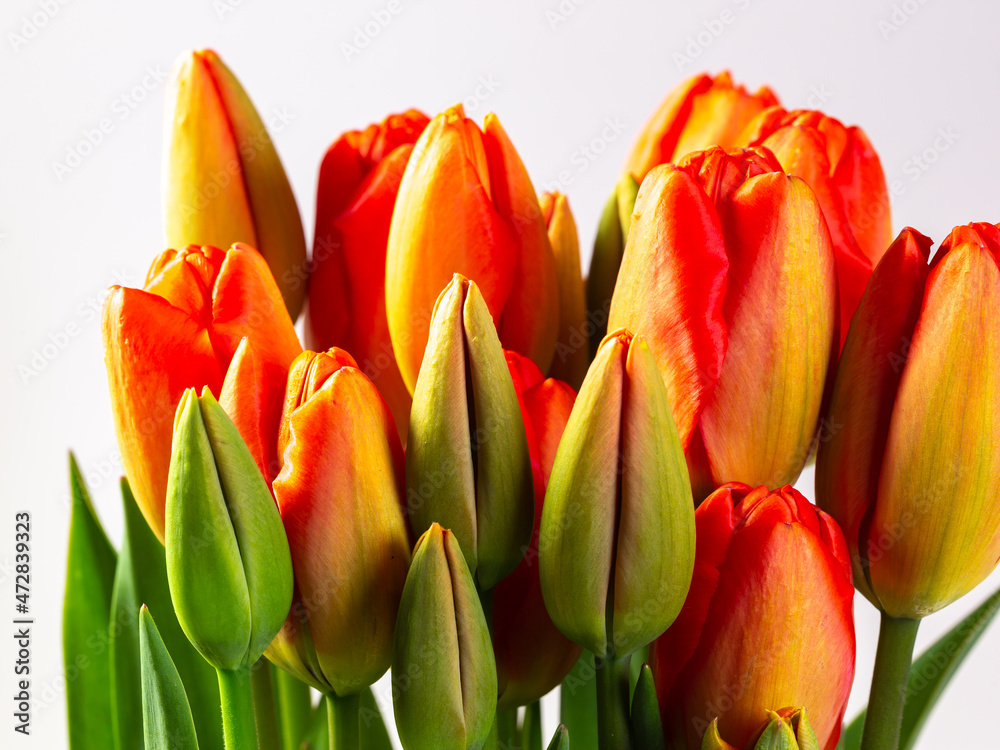 Close-up pf blooming red and yellow tulips with white background