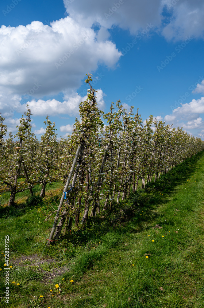 Obraz premium Spring white blossoms of pear trees on fruit orchards in Zeeland, Netherlands