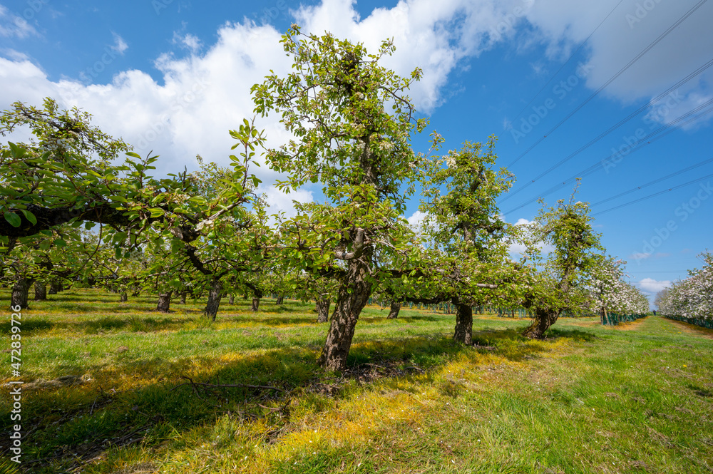 Spring white blossoms of pear trees on fruit orchards in Zeeland, Netherlands Spring white blossoms of pear trees on fruit orchards in Zeeland, Netherlands