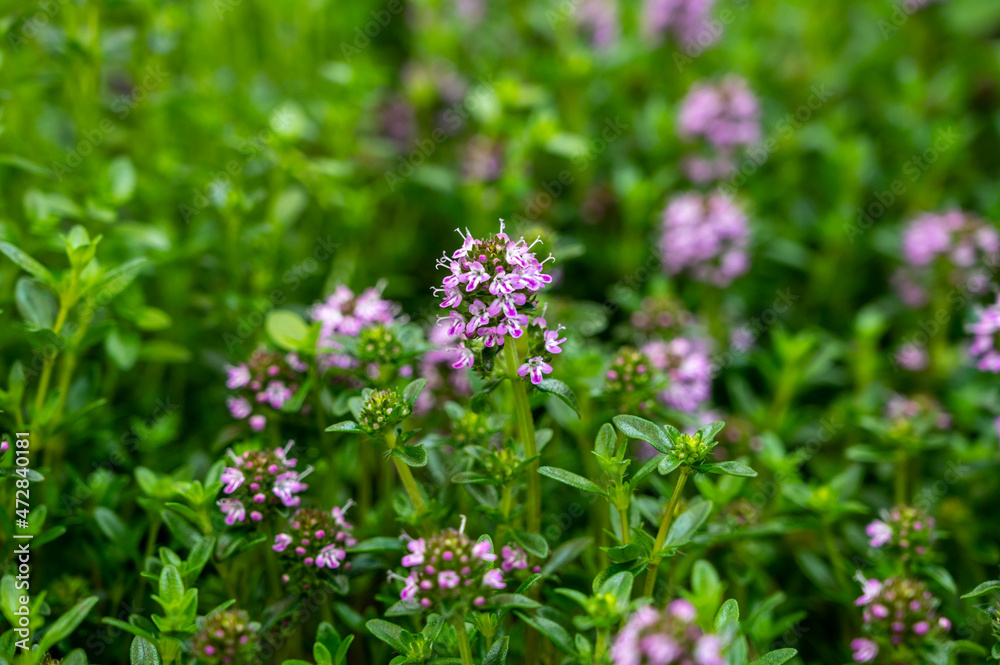 Botanical collection, purple blossom of medicinal and aromatic plant satureja or thyme