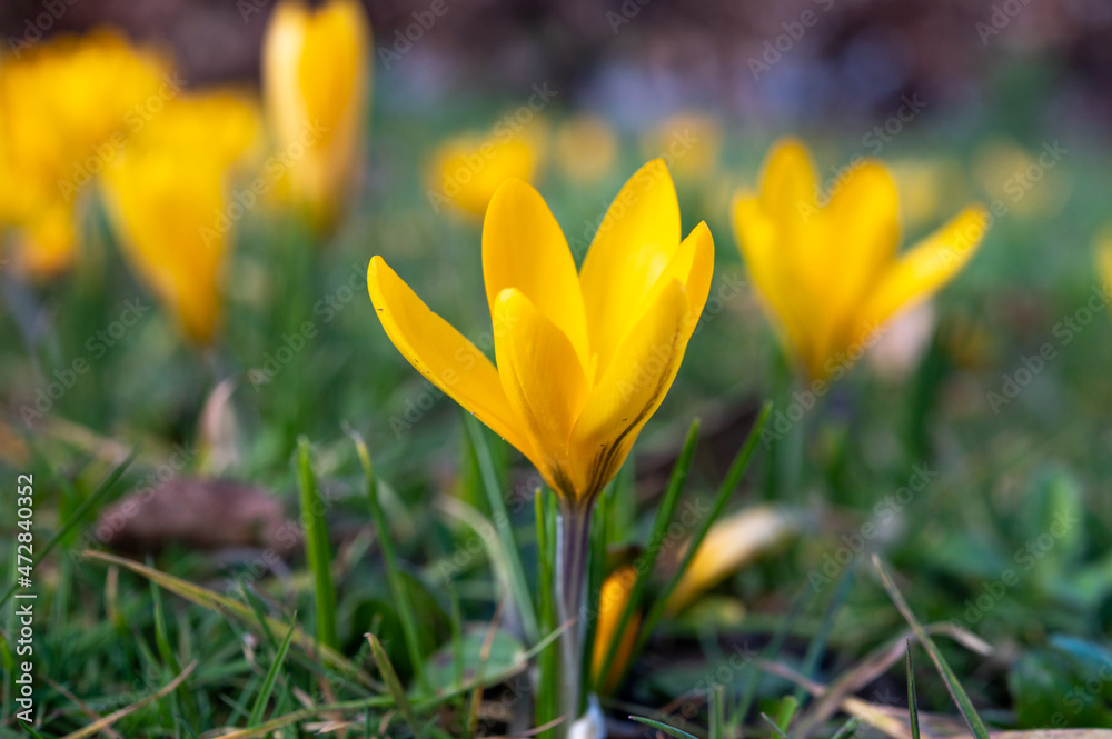 First spring flowers, blossom of yellow crocusses First spring flowers, blossom of yellow crocusses