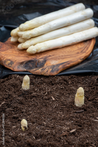 Harvesting on farm field of high quality Dutch white asparagus vegetables, growing asparagus, tasty vegetarian dinner