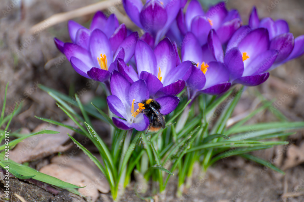 Fototapeta premium First spring flowers, blossom of purple crocusses and flying bee