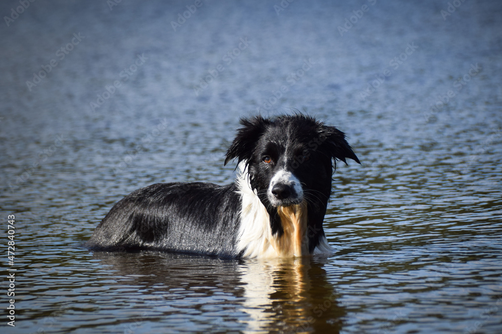 Border collie is standing in lake with stick in mouth. He loves water.