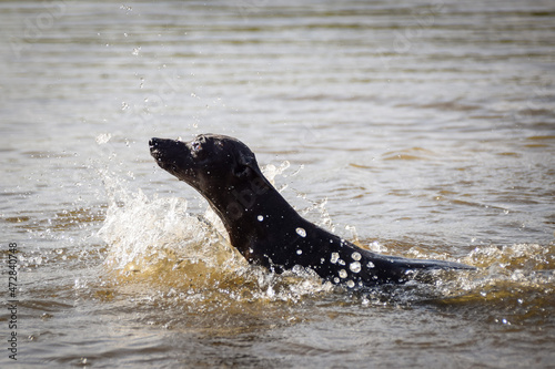 Dog is swimming in lake. She is not good swimmer ad she do not like water. © doda