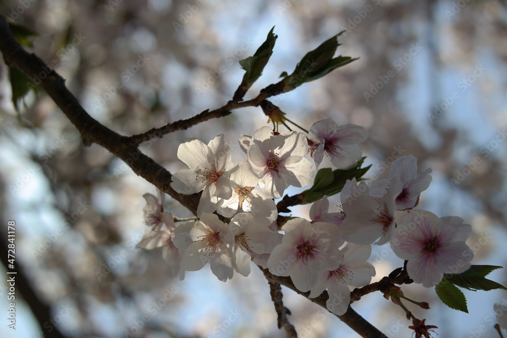 Cherry blossom and seeds