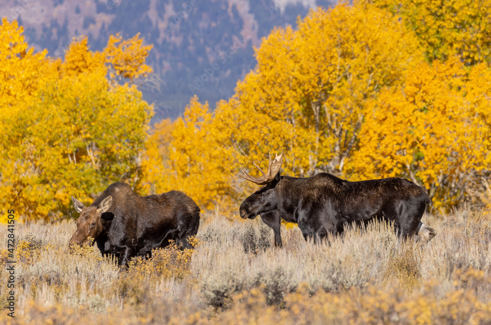 Bull And Cow Moose in the Rut in Wyoming in Autumn Bull And Cow Moose in the Rut in Wyoming in Autumn