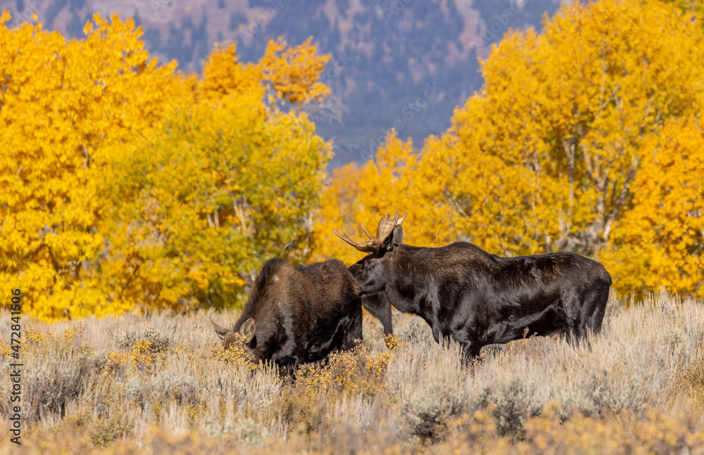 Bull And Cow Moose in the Rut in Wyoming in Autumn Bull And Cow Moose in the Rut in Wyoming in Autumn