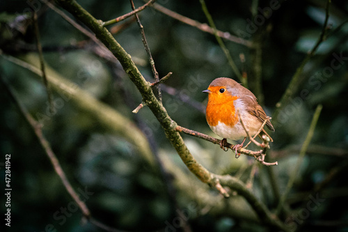 robin on branch