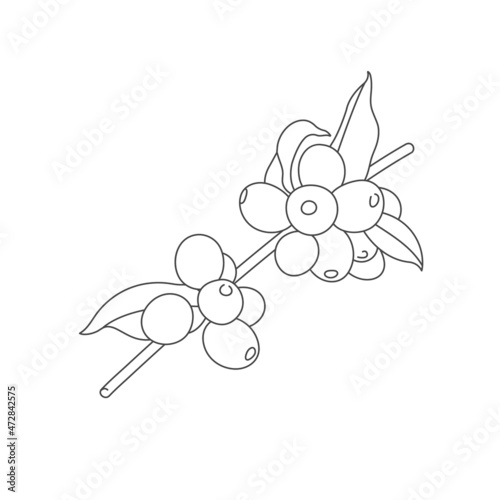 Vector line illustration of coffee tree branch. Coffee plant with beans. © oxygen_8