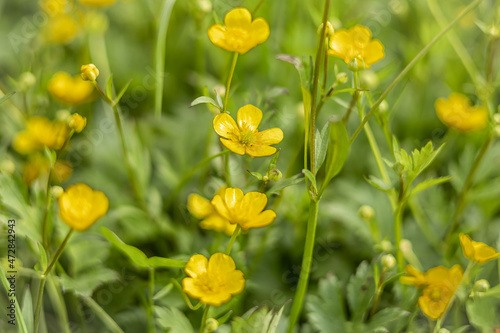 A bright spring background with blooming yellow buttercup flowers. 